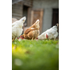 Hen in a farmyard (Gallus gallus domesticus)