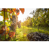 Freshly harvested red grapes in a pannier on a  vineyard (color toned image)