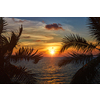 Beach vacation romantic holidays background - ocean sunset visible through palm leaves. Varkala, Kerala, India