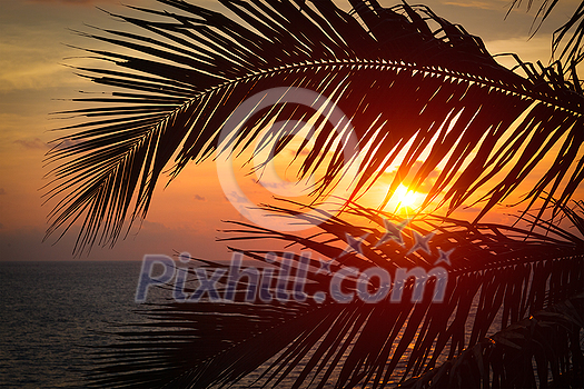 Beach vacation romantic holidays background - ocean sunset visible through palm leaves. Varkala, Kerala, India Beach vacation romantic holidays background - ocean sunset visible through palm leaves. Varkala, Kerala, India