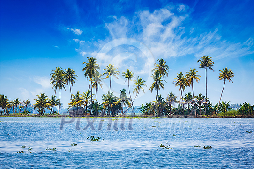 Kerala travel tourism background - Palms at Kerala backwaters. Allepey, Kerala, India. This is very typical image of backwaters.