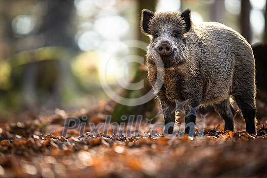 Wild Boar Or Sus Scrofa, Also Known As The Wild Swine, Eurasian Wild Pig Wild Boar Or Sus Scrofa, Also Known As The Wild Swine, Eurasian Wild Pig