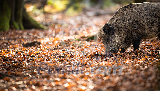 Wild Boar Or Sus Scrofa, Also Known As The Wild Swine, Eurasian Wild Pig Wild Boar Or Sus Scrofa, Also Known As The Wild Swine, Eurasian Wild Pig