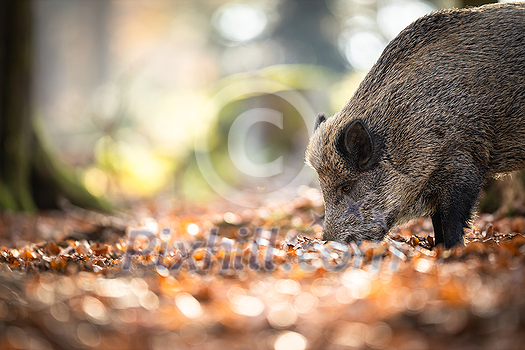 Wild Boar Or Sus Scrofa, Also Known As The Wild Swine, Eurasian Wild Pig Wild Boar Or Sus Scrofa, Also Known As The Wild Swine, Eurasian Wild Pig