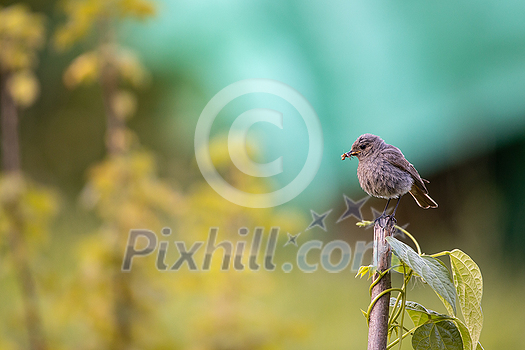 Black redstart (Phoenicurus ochruros) in a lovely garden Black redstart (Phoenicurus ochruros) in a lovely garden