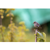 Black redstart (Phoenicurus ochruros) in a lovely garden