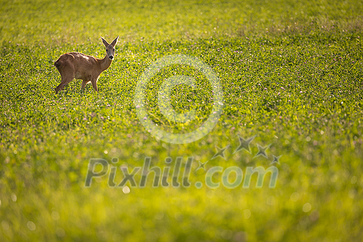 Majestic roe deer on pasture in warm evening light Majestic roe deer on pasture in warm evening light
