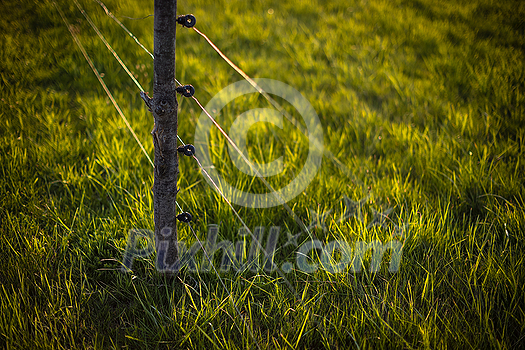 Electric fence around a pasture with animals grazing on fresh pasture grass Electric fence around a pasture with animals grazing on fresh pasture grass