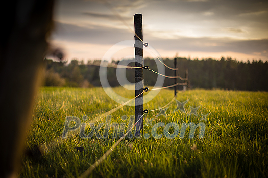 Electric fence around a pasture with animals grazing on fresh pasture grass Electric fence around a pasture with animals grazing on fresh pasture grass