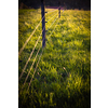Electric fence around a pasture with animals grazing on fresh pasture grass