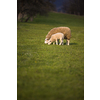 Grass-eating sheep on a lush meadow. sheep munching on grass in a meadow.