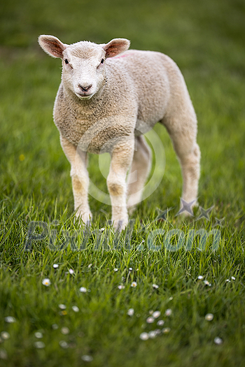 Grass-eating sheep on a lush meadow. sheep munching on grass in a meadow. Grass-eating sheep on a lush meadow. sheep munching on grass in a meadow.