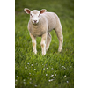 Grass-eating sheep on a lush meadow. sheep munching on grass in a meadow.