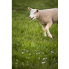Grass-eating sheep on a lush meadow. sheep munching on grass in a meadow.