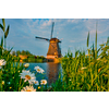 Netherlands rural lanscape with camomiles daisies and windmills at famous tourist site Kinderdijk in Holland on sunset with dramatic sky