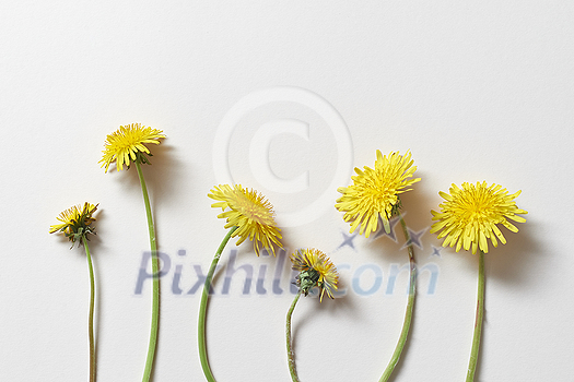 Fresh dandelion flowers laid on white background. Creative spring template for web calendar.