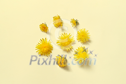 Beautiful dandelions on yellow background. Original web design with spring flowers. Beautiful dandelions on yellow background. Original web design with spring flowers.