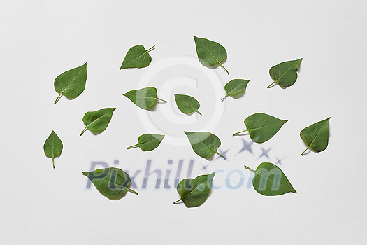 Green tree leaves scattered on white background. Original web template with natural elements. Green tree leaves scattered on white background. Original web template with natural elements.