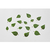 Green tree leaves scattered on white background. Original web template with natural elements.