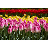 Blooming pink tulips flowerbed in Keukenhof flower garden, also known as the Garden of Europe, one of the world largest flower gardens and popular tourist attraction. Lisse, the Netherlands.