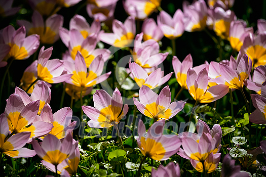 Blooming pink tulips Tulipa saxatilis in Keukenhof garden, also known as the Garden of Europe, one of the world largest flower gardens and popular tourist attraction. Lisse, the Netherlands. Blooming pink tulips Tulipa saxatilis in Keukenhof garden, also known as the Garden of Europe, one of the world largest flower gardens and popular tourist attraction. Lisse, the Netherlands.