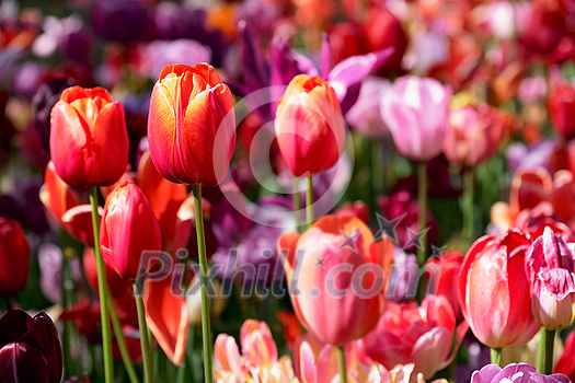 Blooming tulips flowerbed in Keukenhof flower garden, also known as the Garden of Europe, one of the world largest flower gardens and popular tourist attraction. Lisse, the Netherlands. Blooming tulips flowerbed in Keukenhof flower garden, also known as the Garden of Europe, one of the world largest flower gardens and popular tourist attraction. Lisse, the Netherlands.