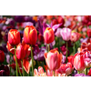 Blooming tulips flowerbed in Keukenhof flower garden, also known as the Garden of Europe, one of the world largest flower gardens and popular tourist attraction. Lisse, the Netherlands.