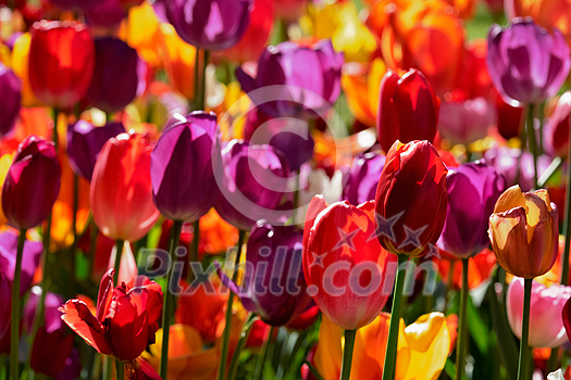 Blooming tulips flowerbed in Keukenhof flower garden, also known as the Garden of Europe, one of the world largest flower gardens and popular tourist attraction. Lisse, the Netherlands. Blooming tulips flowerbed in Keukenhof flower garden, also known as the Garden of Europe, one of the world largest flower gardens and popular tourist attraction. Lisse, the Netherlands.