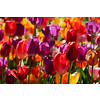 Blooming tulips flowerbed in Keukenhof flower garden, also known as the Garden of Europe, one of the world largest flower gardens and popular tourist attraction. Lisse, the Netherlands.