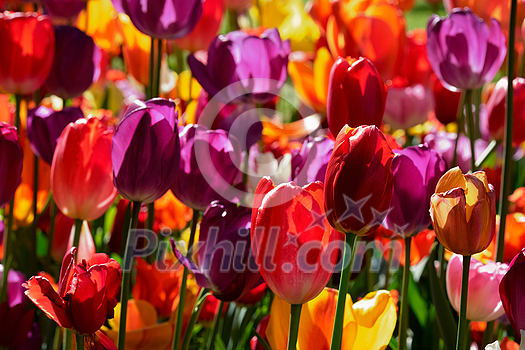 Blooming tulips flowerbed in Keukenhof flower garden, also known as the Garden of Europe, one of the world largest flower gardens and popular tourist attraction. Lisse, the Netherlands. Blooming tulips flowerbed in Keukenhof flower garden, also known as the Garden of Europe, one of the world largest flower gardens and popular tourist attraction. Lisse, the Netherlands.