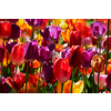 Blooming tulips flowerbed in Keukenhof flower garden, also known as the Garden of Europe, one of the world largest flower gardens and popular tourist attraction. Lisse, the Netherlands.