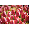 Blooming pink tulips flowerbed in Keukenhof flower garden, also known as the Garden of Europe, one of the world largest flower gardens and popular tourist attraction. Lisse, the Netherlands.