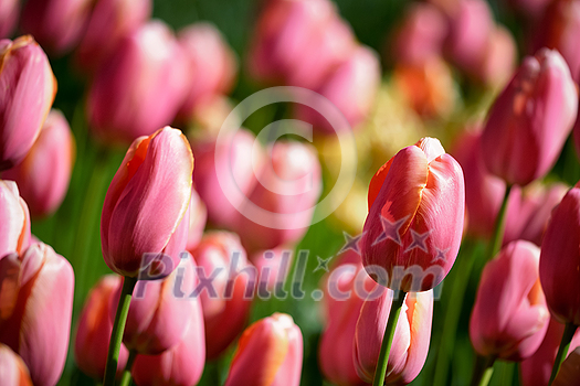 Blooming pink tulips flowerbed in Keukenhof flower garden, also known as the Garden of Europe, one of the world largest flower gardens and popular tourist attraction. Lisse, the Netherlands. Blooming pink tulips flowerbed in Keukenhof flower garden, also known as the Garden of Europe, one of the world largest flower gardens and popular tourist attraction. Lisse, the Netherlands.