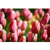 Blooming pink tulips flowerbed in Keukenhof flower garden, also known as the Garden of Europe, one of the world largest flower gardens and popular tourist attraction. Lisse, the Netherlands.