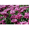 Blooming double late tulips (peony flowered tulips) in Keukenhof garden, also known as the Garden of Europe, one of the world largest flower gardens and popular tourist attraction. Lisse, Netherlands