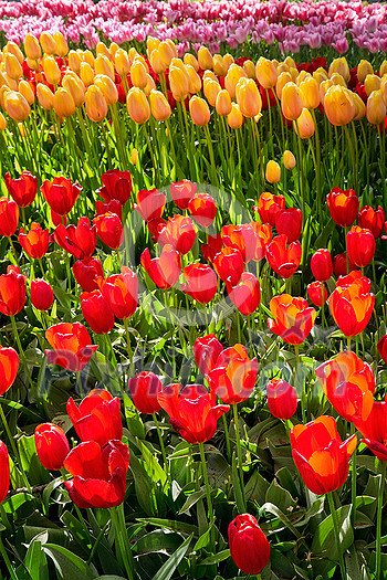 Blooming tulips flowerbed in Keukenhof flower garden, also known as the Garden of Europe, one of the world largest flower gardens and popular tourist attraction. Lisse, the Netherlands. Blooming tulips flowerbed in Keukenhof flower garden, also known as the Garden of Europe, one of the world largest flower gardens and popular tourist attraction. Lisse, the Netherlands.