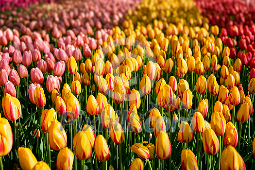 Blooming tulips flowerbed in Keukenhof flower garden, also known as the Garden of Europe, one of the world largest flower gardens and popular tourist attraction. Lisse, the Netherlands. Blooming tulips flowerbed in Keukenhof flower garden, also known as the Garden of Europe, one of the world largest flower gardens and popular tourist attraction. Lisse, the Netherlands.