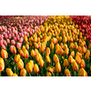Blooming tulips flowerbed in Keukenhof flower garden, also known as the Garden of Europe, one of the world largest flower gardens and popular tourist attraction. Lisse, the Netherlands.