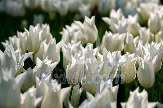 Blooming white tulips flowerbed in Keukenhof flower garden, also known as the Garden of Europe, one of the world largest flower gardens and popular tourist attraction. Lisse, the Netherlands. Blooming white tulips flowerbed in Keukenhof flower garden, also known as the Garden of Europe, one of the world largest flower gardens and popular tourist attraction. Lisse, the Netherlands.