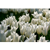 Blooming white tulips flowerbed in Keukenhof flower garden, also known as the Garden of Europe, one of the world largest flower gardens and popular tourist attraction. Lisse, the Netherlands.