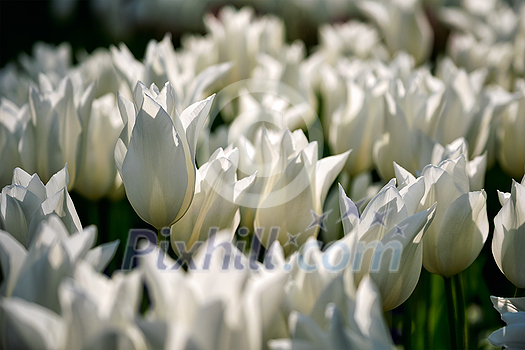 Blooming white tulips flowerbed in Keukenhof flower garden, also known as the Garden of Europe, one of the world largest flower gardens and popular tourist attraction. Lisse, the Netherlands. Blooming white tulips flowerbed in Keukenhof flower garden, also known as the Garden of Europe, one of the world largest flower gardens and popular tourist attraction. Lisse, the Netherlands.