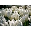 Blooming white tulips flowerbed in Keukenhof flower garden, also known as the Garden of Europe, one of the world largest flower gardens and popular tourist attraction. Lisse, the Netherlands.