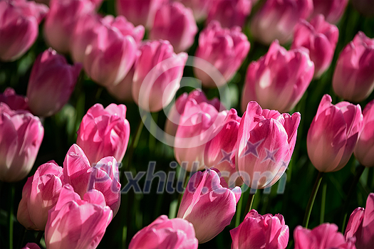 Blooming pink tulips flowerbed in Keukenhof flower garden, also known as the Garden of Europe, one of the world largest flower gardens and popular tourist attraction. Lisse, the Netherlands. Blooming pink tulips flowerbed in Keukenhof flower garden, also known as the Garden of Europe, one of the world largest flower gardens and popular tourist attraction. Lisse, the Netherlands.