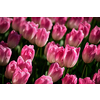 Blooming pink tulips flowerbed in Keukenhof flower garden, also known as the Garden of Europe, one of the world largest flower gardens and popular tourist attraction. Lisse, the Netherlands.