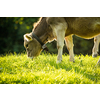 Cow grazing on a green alpine meadow in the Swiss Alps, Switzerland