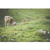 Cow grazing on a green alpine meadow in the Swiss Alps, Switzerland