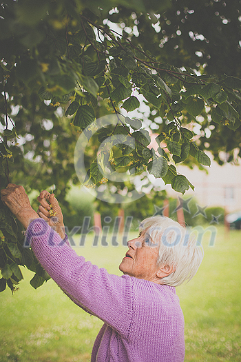 Elderly woman collects healing linden flowers (shallow DOF) Elderly woman collects healing linden flowers (shallow DOF)