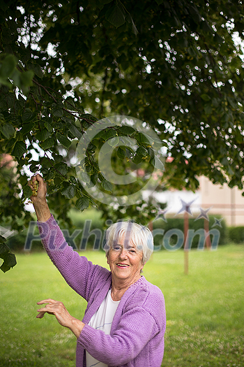 Elderly woman collects healing linden flowers (shallow DOF) Elderly woman collects healing linden flowers (shallow DOF)