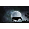 Zebra animal against dak full moon background
