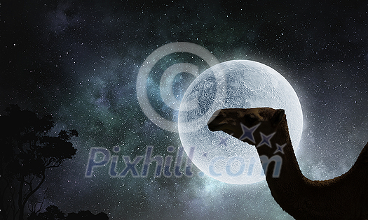 Camel animal and full moon at background Camel animal and full moon at background